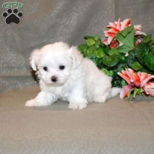 Cooper, Maltese Puppy